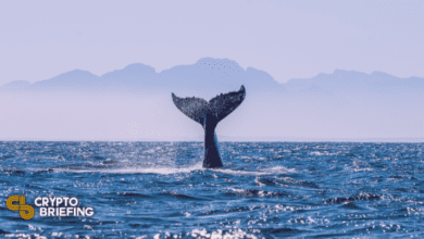 Polywhale Teamgibt Millionen Dollar ProjektinmittenvonBetrugsvorwürfenauf