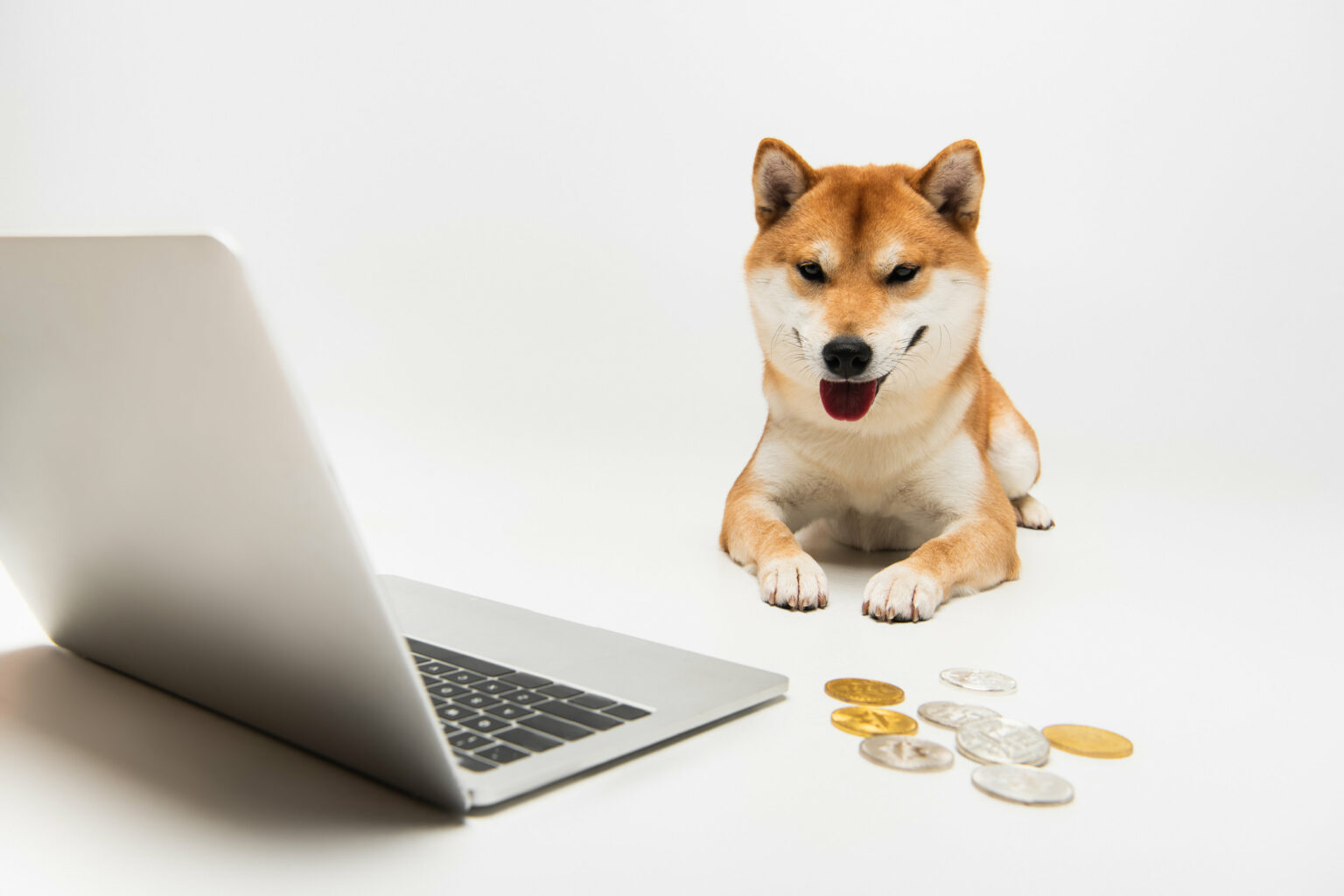 Kampf der Memecoins: DOGE oder SHIB kaufen?