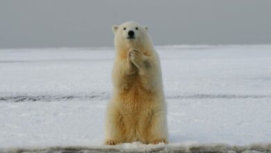 Bitcoin Bear