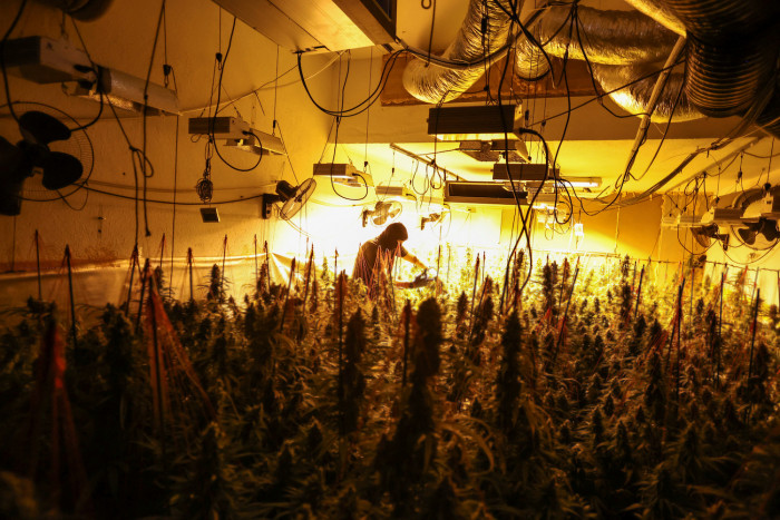 Spanien kämpft gegen Ganja-Banden