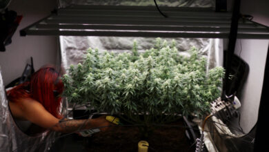 Die kolumbianische Cannabisindustrie verkümmert