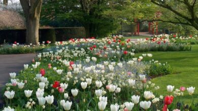 Lehren aus der Doyenne der niederländischen Blumenzwiebeln
