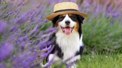 Dogwifhat massive pump on Bybit after listing causes market frenzy