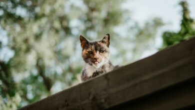 Memecoin, cat-themed memecoin, memecoins, MEW
