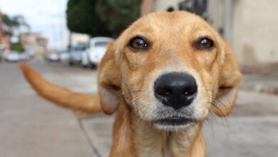 Tierquälerei: Frau sperrt Hunde ein und fährt in den Urlaub |  Nachricht