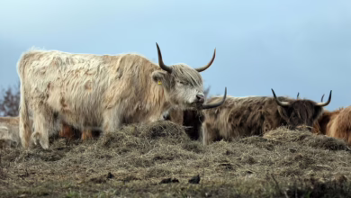Bitcoin und BTC Bull: Langfristige Chancen im volatilen Krypto-Markt