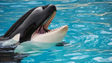 Orcas Bei Gibraltar: Warum es Orcas auf Segelboot Abgesehen Haben