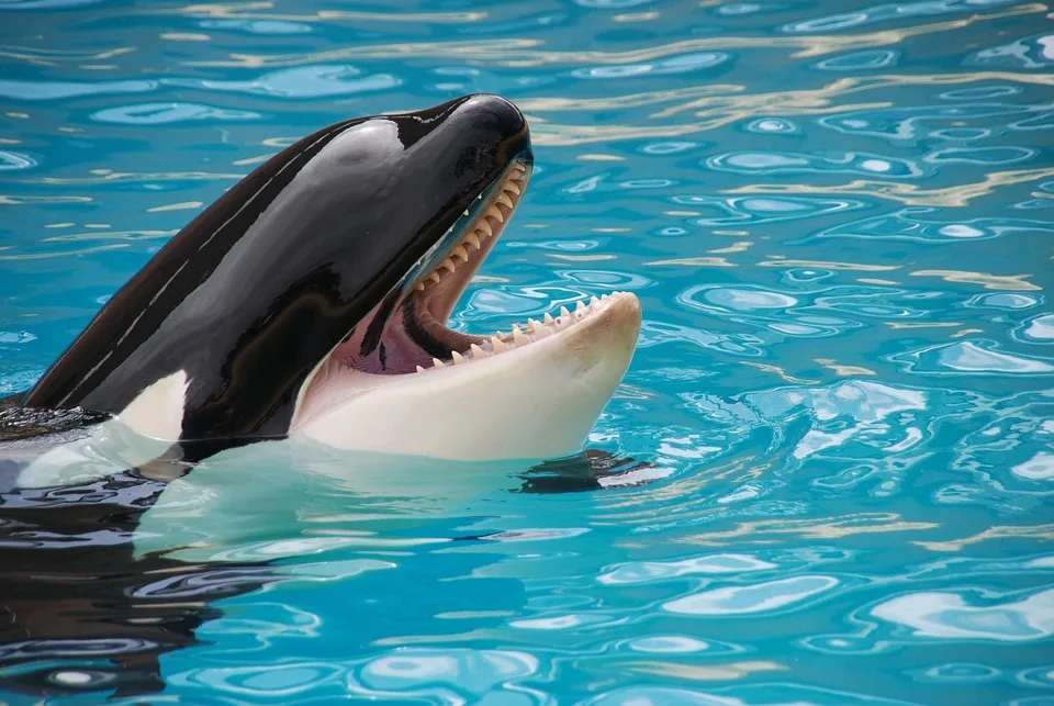 Orcas Bei Gibraltar: Warum es Orcas auf Segelboot Abgesehen Haben