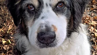 Die besten Krypto-Casinos für lokale Spieler 2025 entdecken