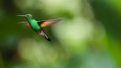 Flying Tulip: 200 Millionen Dollar für ein neues Krypto-Experiment