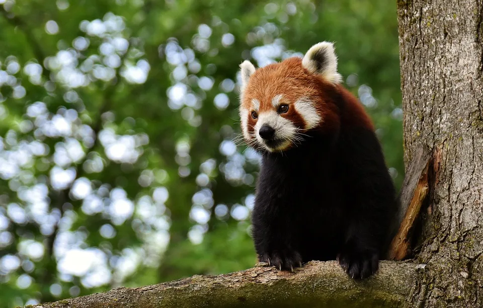 Pudgy Pandas: Investorenströme und Chancen während KBW