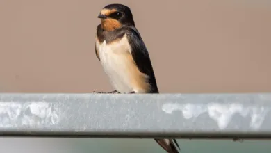 Swift entwickelt eigene Blockchain: Revolution für Zahlungen