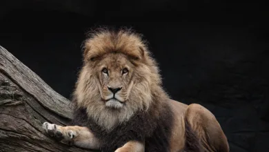 Bitcoin bleibt der König: Szabo sieht Zukunft der Krypto